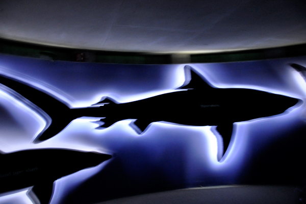sharks illuminated on the wall