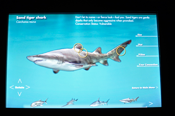 sign about the sand tiger shark