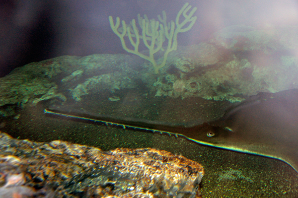 Largetooth sawfish 