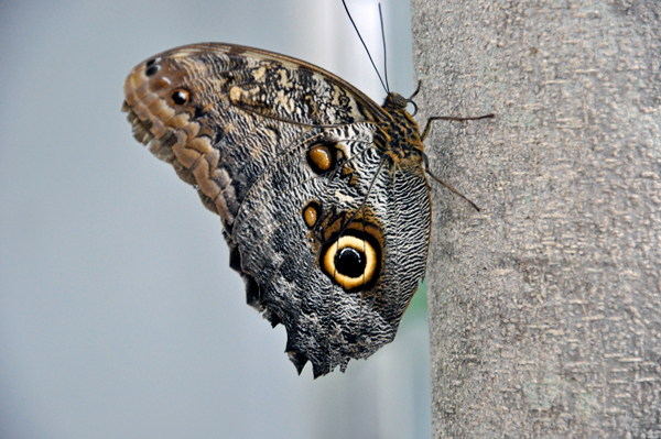 Butterfly on a tree trunk