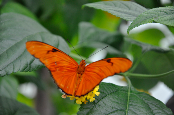 bright orange butterfly