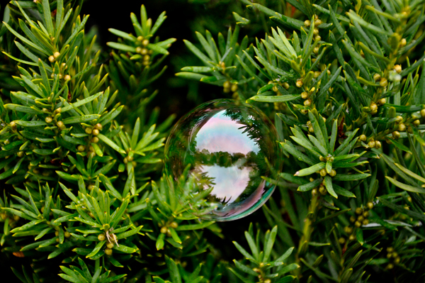 bubble in a tree