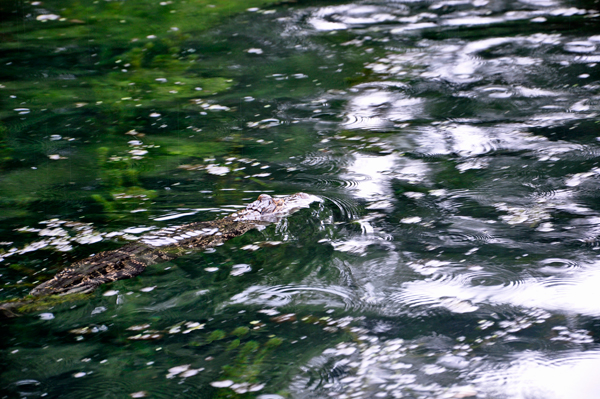 baby alligator at Wekiwa Springs State Park