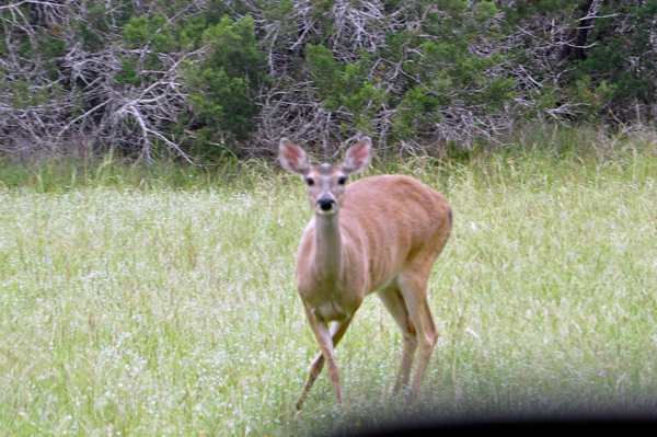 DEER IN THE CAMPGROUND