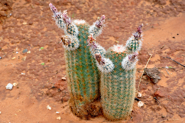 very small cacti