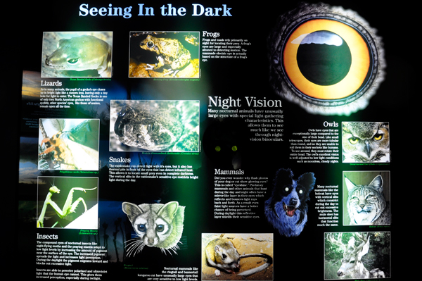 sign: seeing in the dark