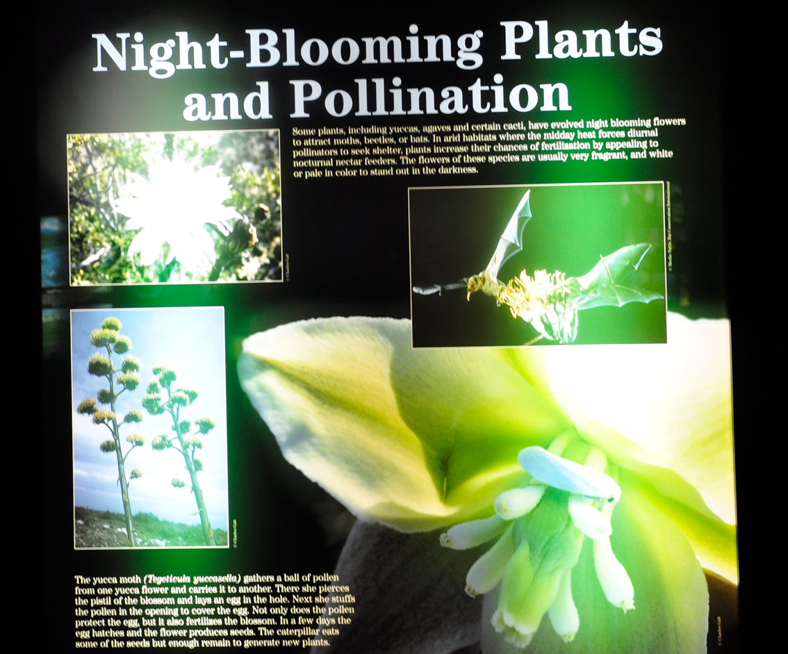 sign: night blooming plants