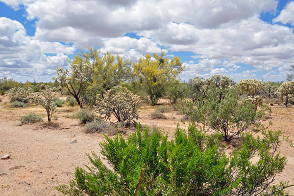 Desert scenery around the Tom Mix Monument