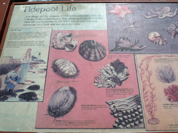 tidepool life sign