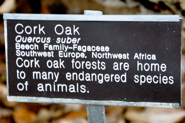 cork oak tree sign