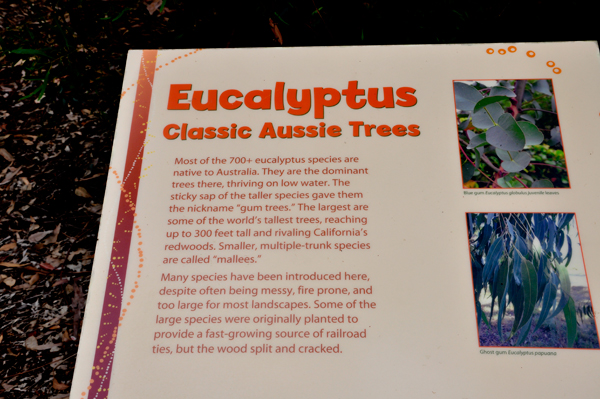 Eucalyptus tree sign