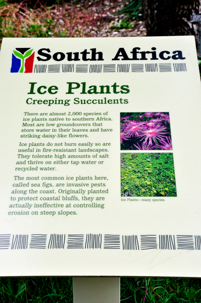 South Africa Ice Plant sign