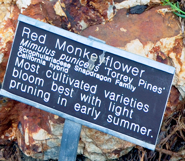 Red Monkeyflower sign