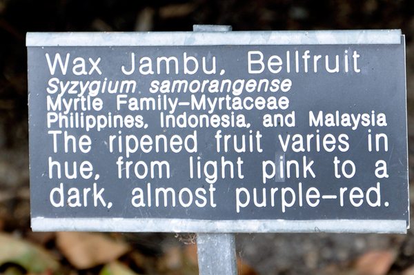 wax Jambu Bellfruit