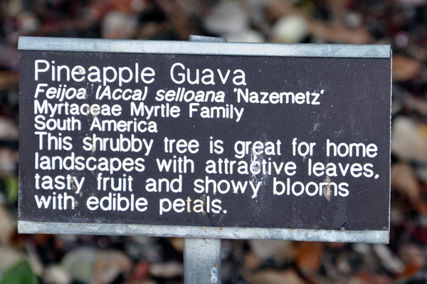 Pineapple Guava sign