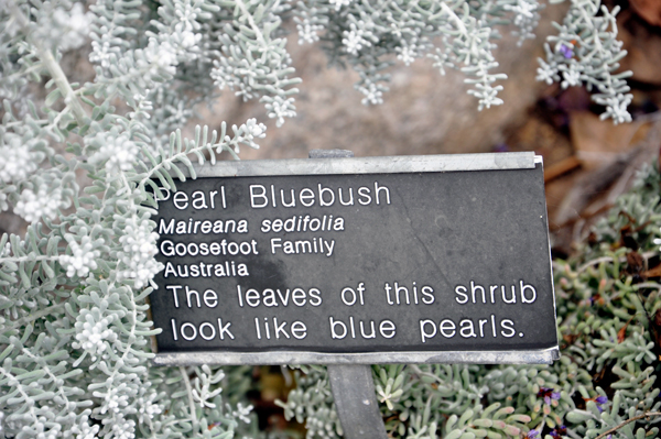 Pearl bluebush sign