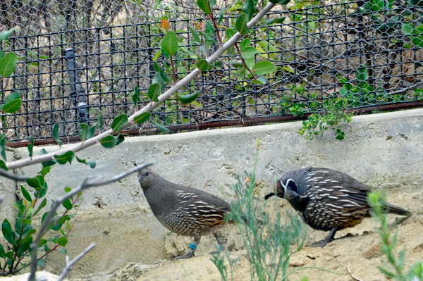California quail