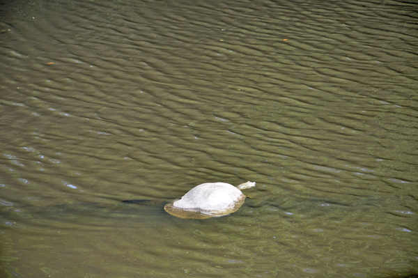 big turtle in The Turtle Pond
