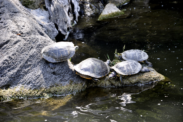 turtles at Mayberg Waterfall