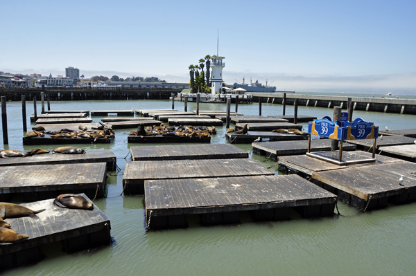 Pier 39 and the seals - 2015