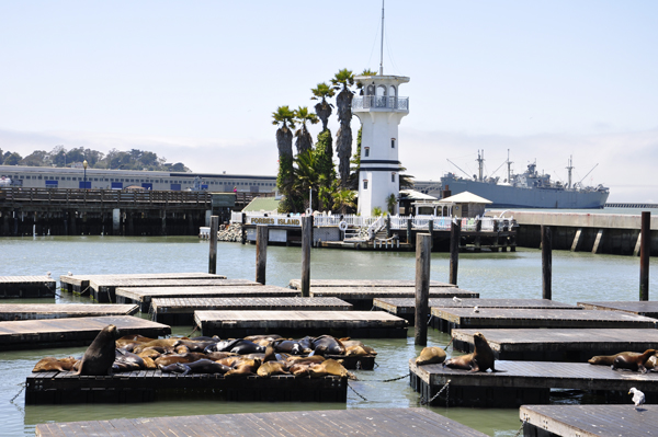 Pier 39 and the seals