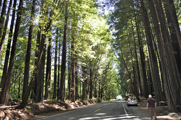 road, redwoods and Lee Duquette