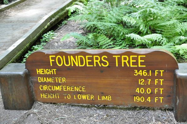 Founders Tree measurements