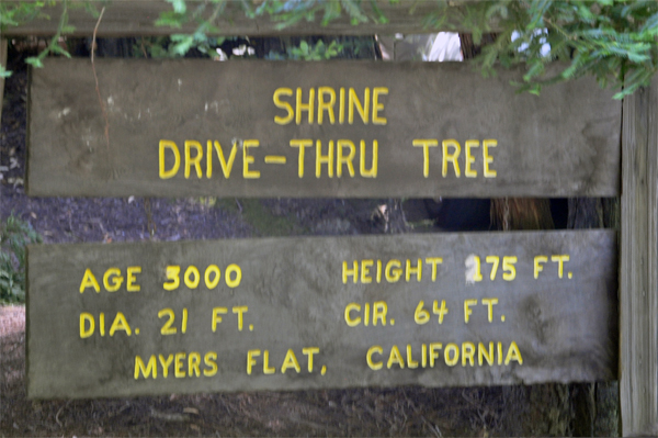 Shrine Drive-Thru tree stats