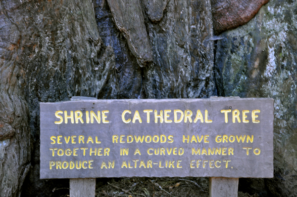 Shrine Cathedral Tree sign