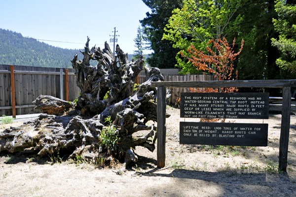sign about Redwood roots