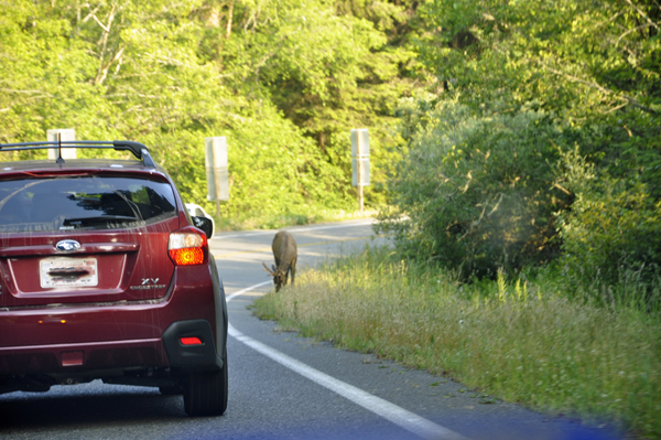 elk by the road