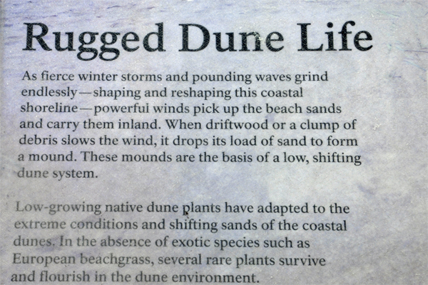 rugged dune life sign