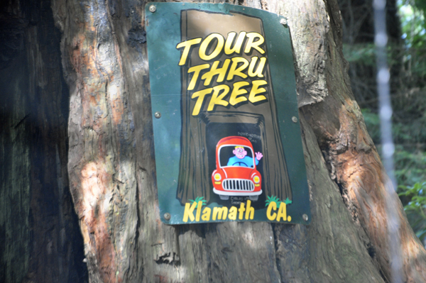 Klamath California drive-thru tree