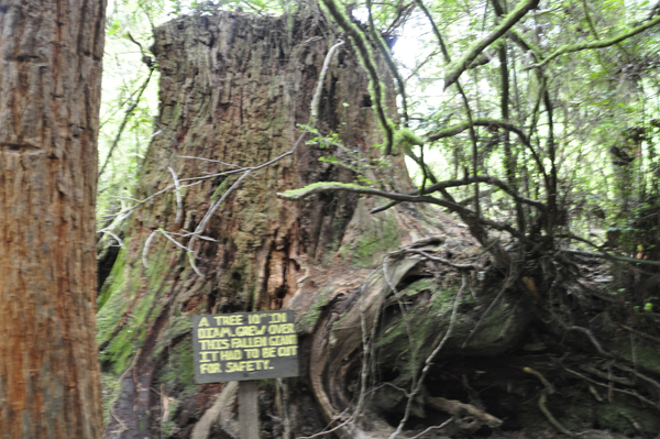 10-foot diameter tree stump
