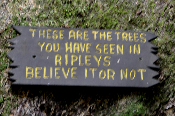 sign: trees from Ripleys Believe it or not