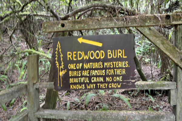 sign: Redwood Burl