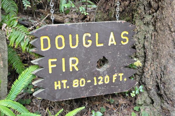 Douglas Fir