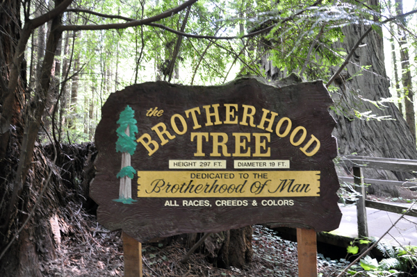 Brotherhood Tree sign