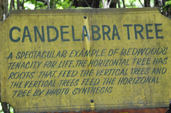 Candelabra Tree 