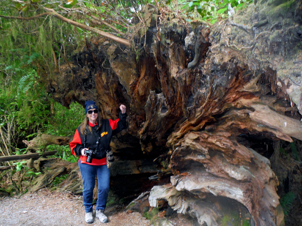 Karen Duquette with the Fallen Giant root structure