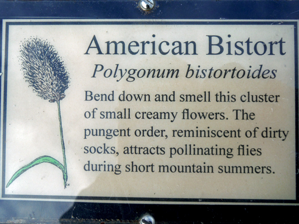 sign: American Bisort - a flower