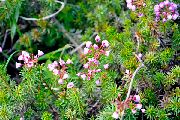 Red Mountain-Heather flower