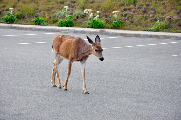 deer in the street