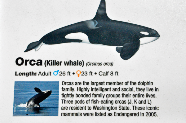 orca whale sign and definition