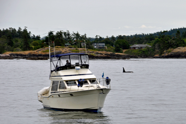 Orca whale by a boat