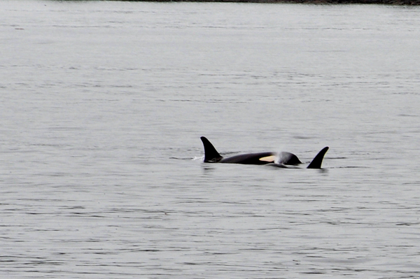 ORCA Whales