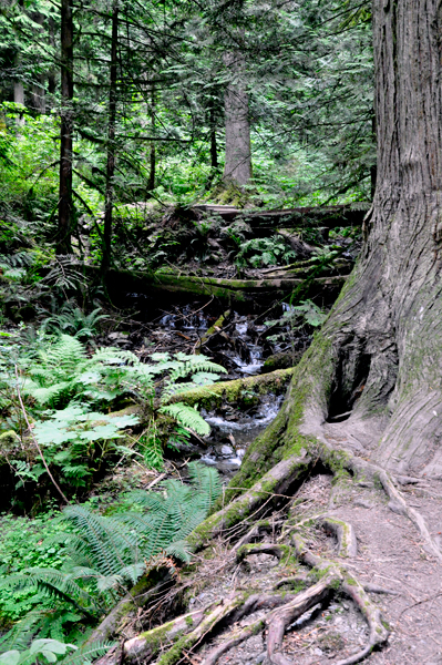 tree roots and a small stream