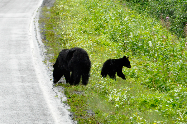 mama bear and cub