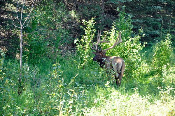 elk disappearing into the woods