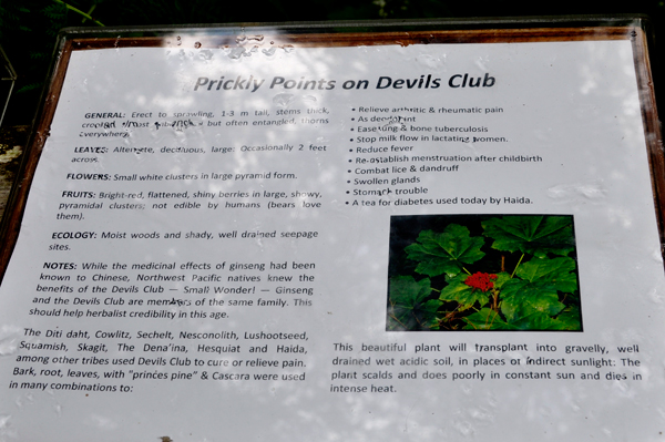 Prickly Points on Devils Club flower